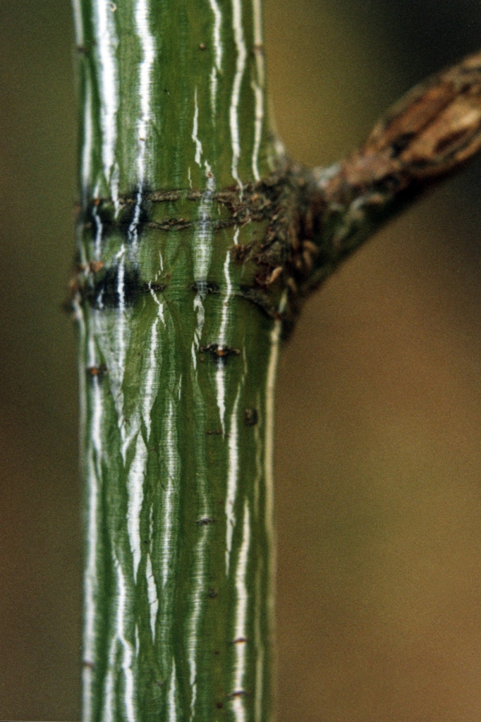 Stem