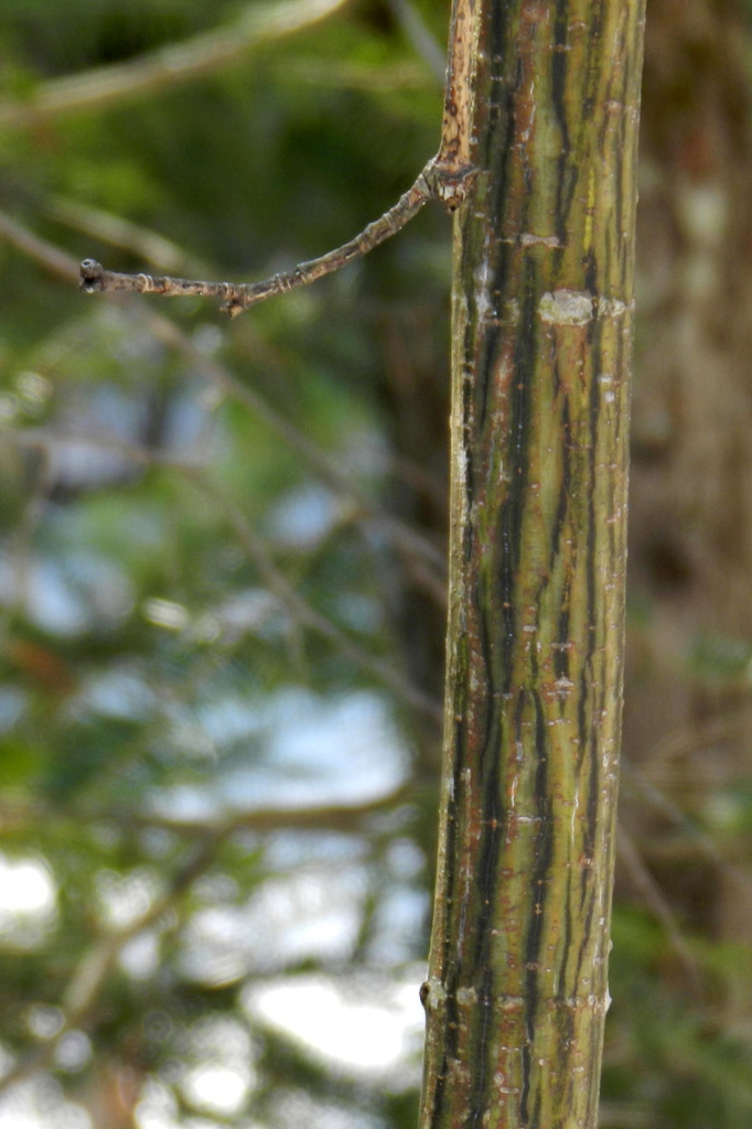 Young stem with smooth bark - dark & light green striations