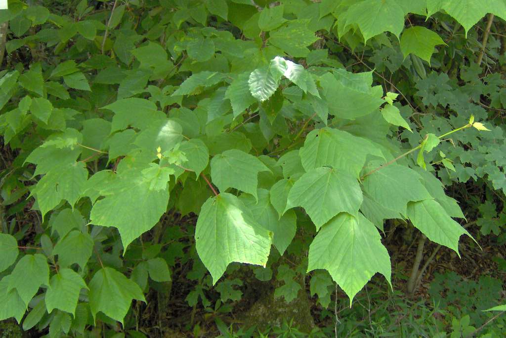5-7 inch leaves long & wide 3 lobed at the apex and palmate.