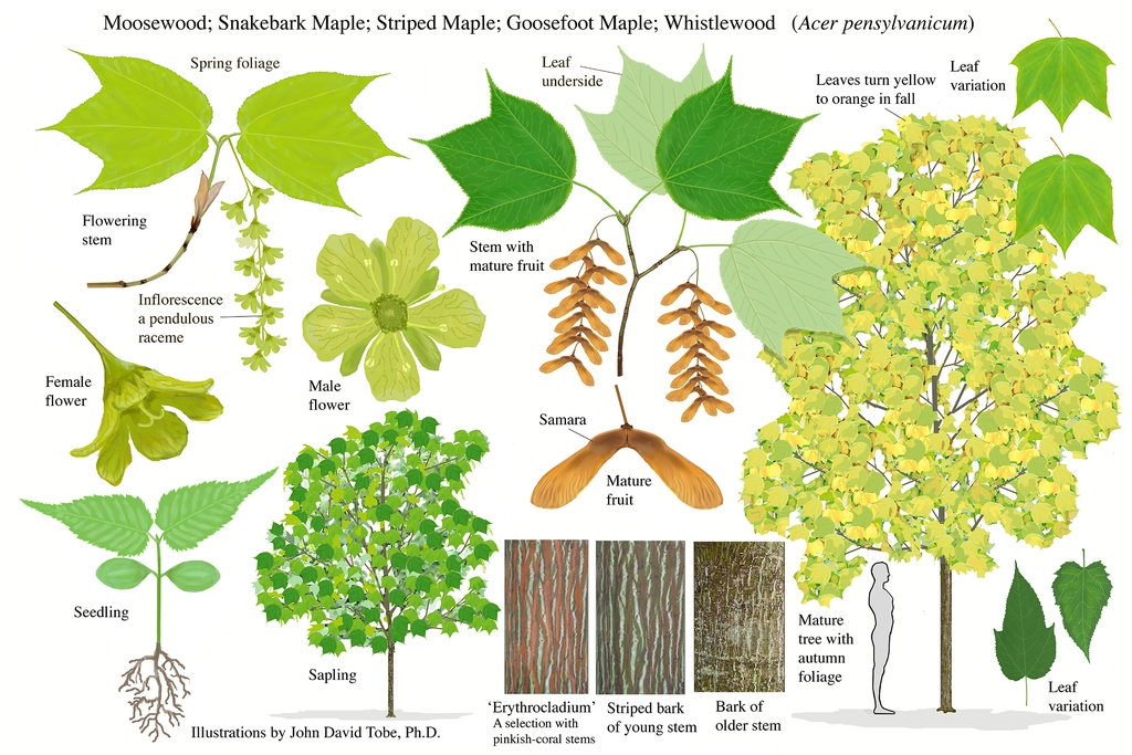Illustration of all the details of this species.
