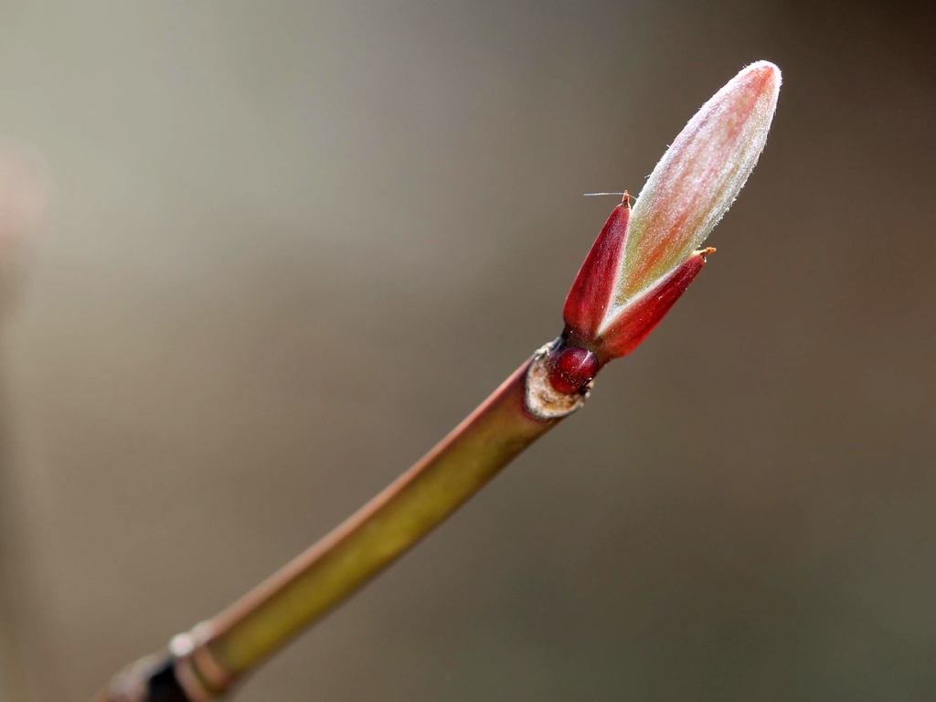 Terminal leaf bud emerging from a crimson sheath
