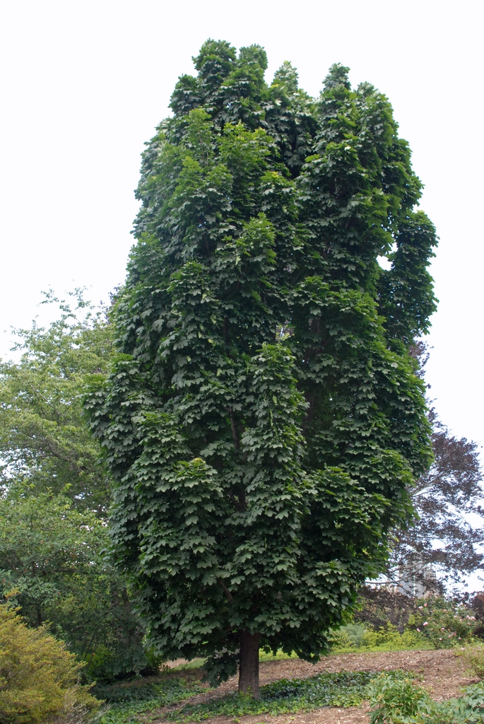 Acer platanoides