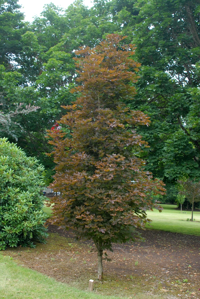Acer platanoides