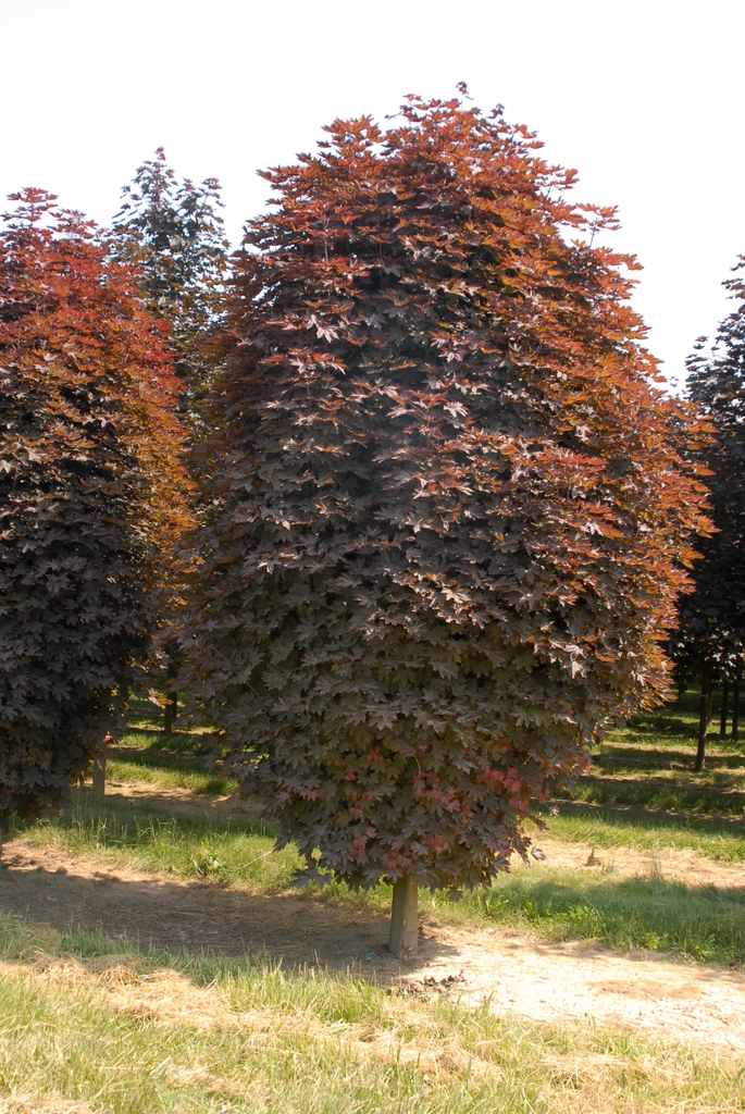 Acer platanoides 'Crimson Sentry' Tree