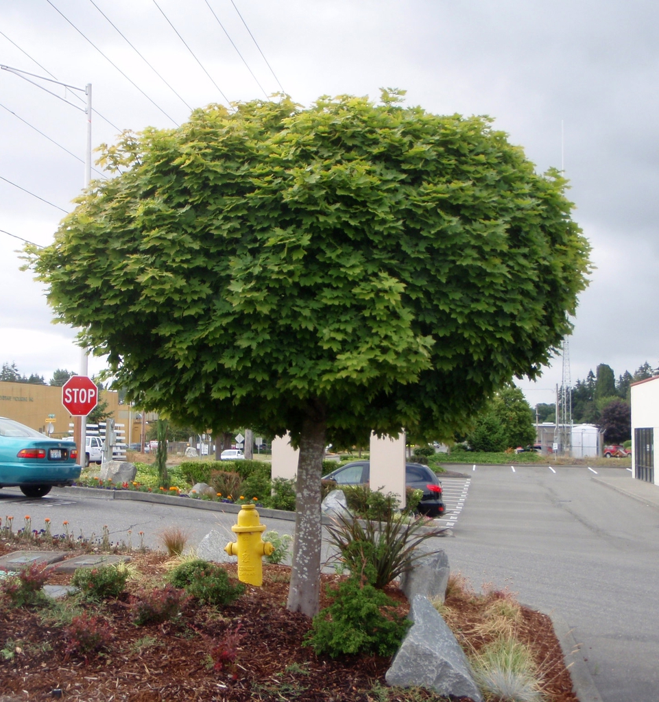 Acer platanoides