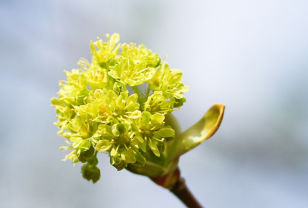 Acer platanoides