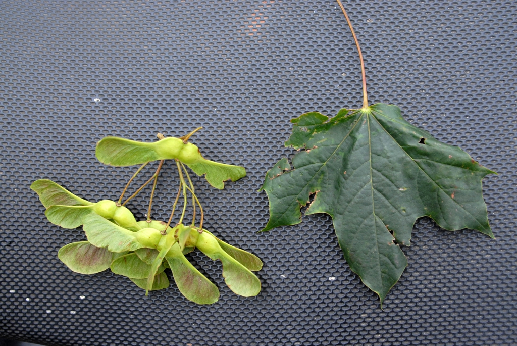 Acer platanoides 'Schwedleri' - leaf and samaras
