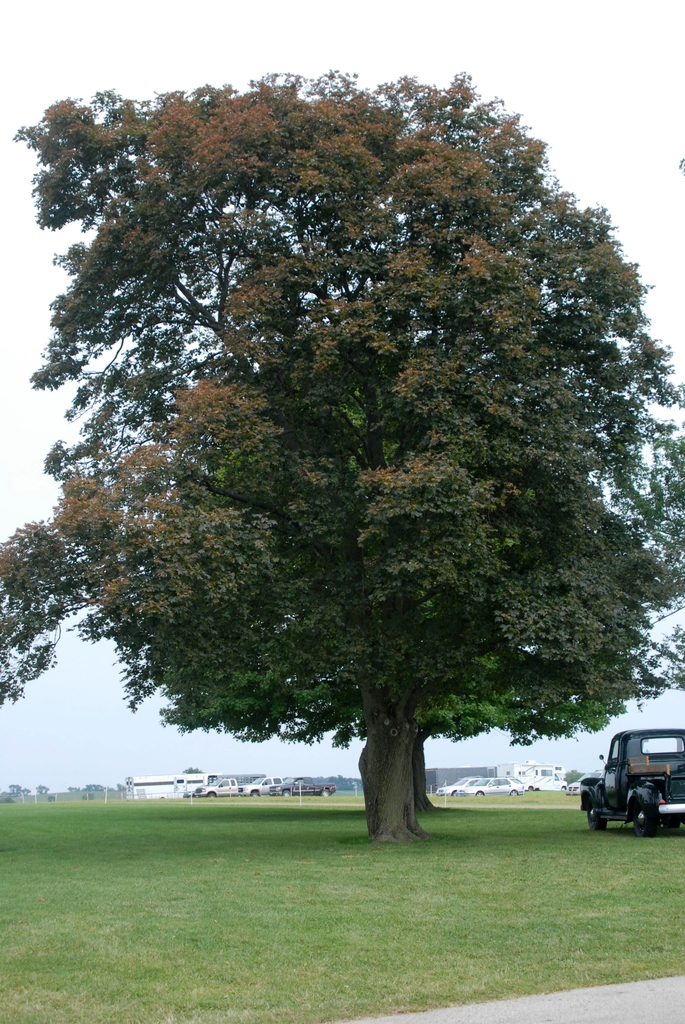 Acer platanoides 'Schwedleri' - full tree