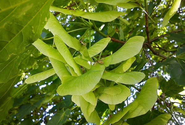 Acer platanoides 