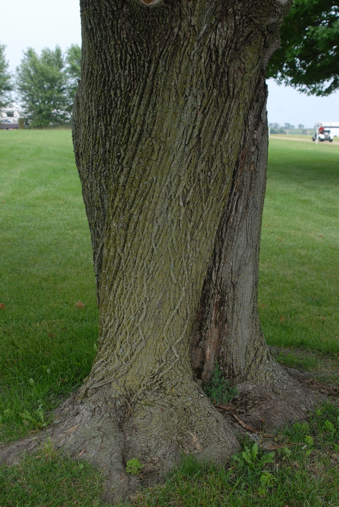 Aver platanoides - bark