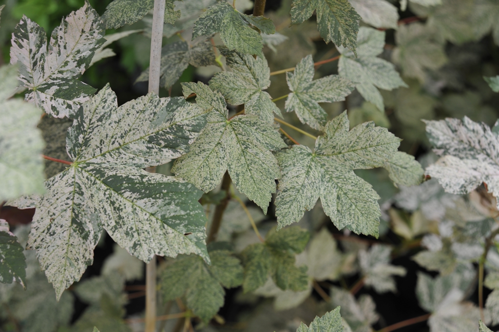 Leaves of 'Esk Sunset'