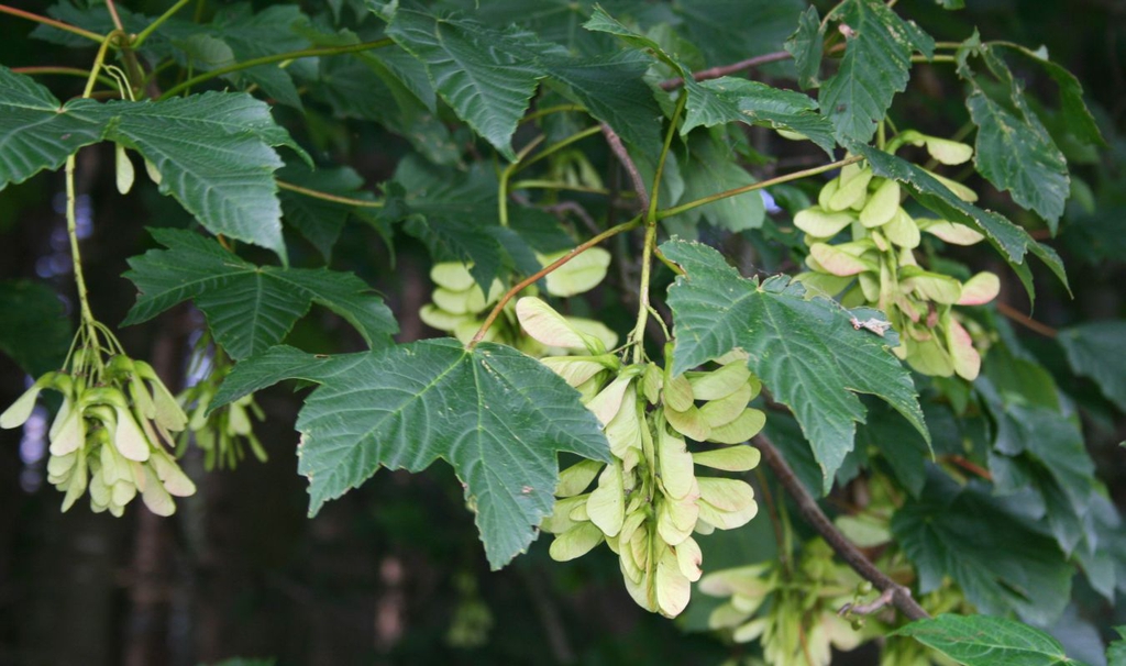 Leaves and samaras