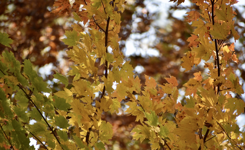 Acer rubrum