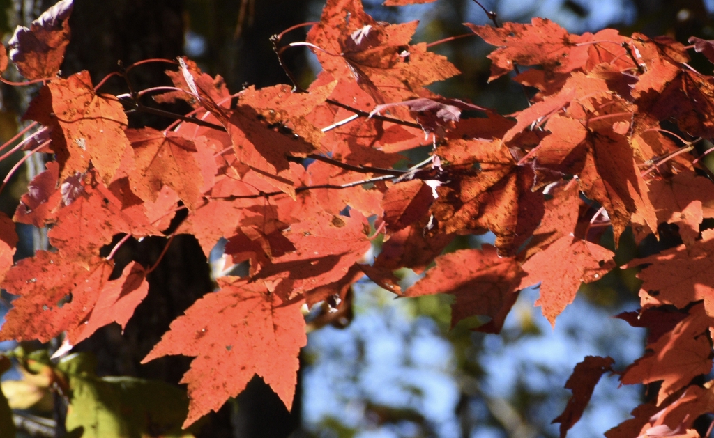 Acer rubrum