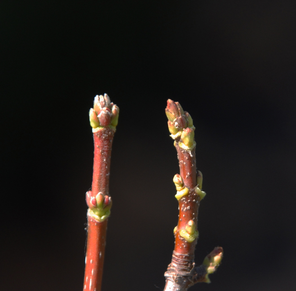 Bud