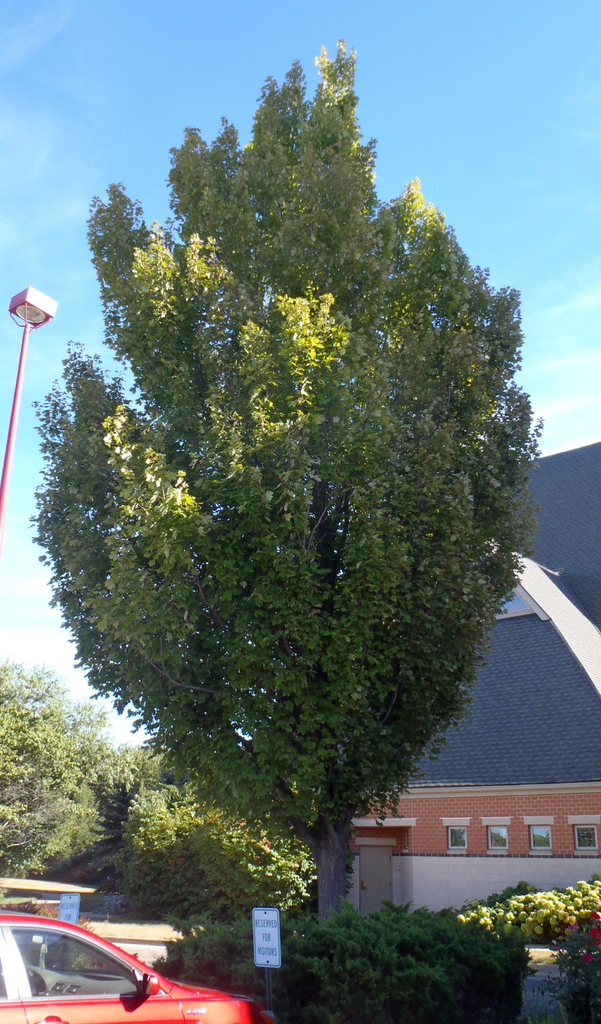 Acer rubrum