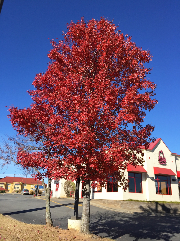 'Brandywine' fall color and form
