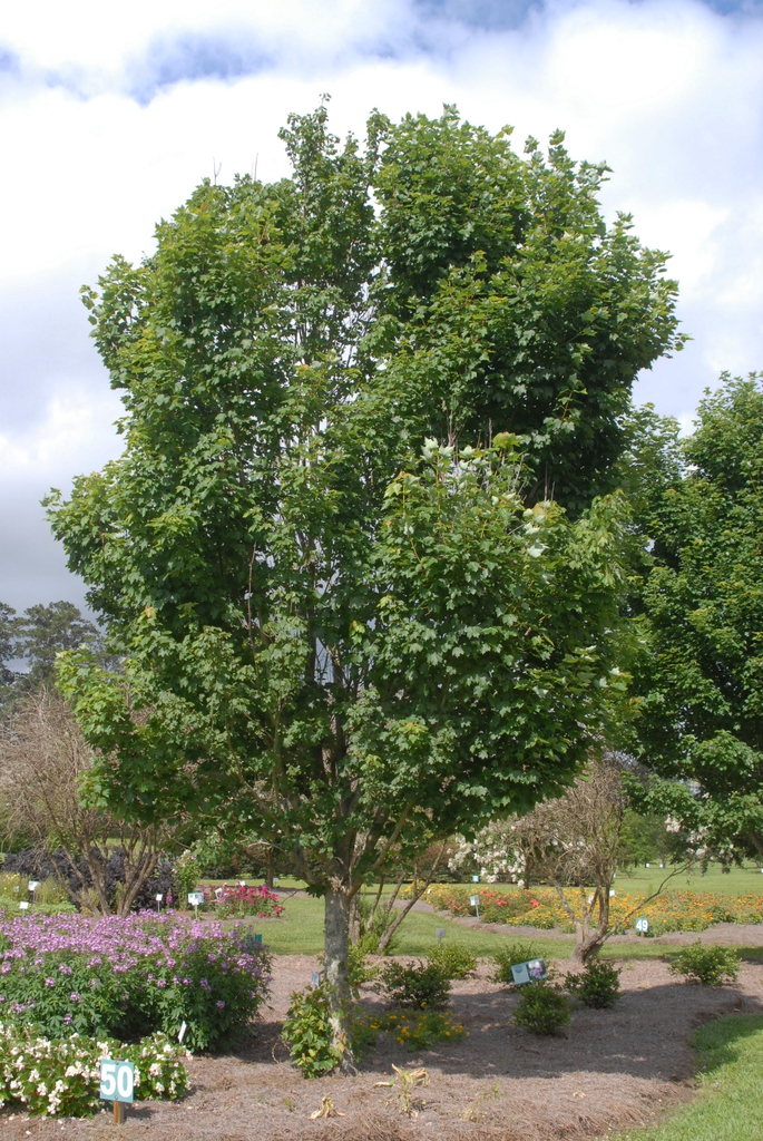 Acer rubrum Brandywine