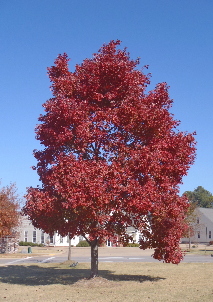 Acer rubrum