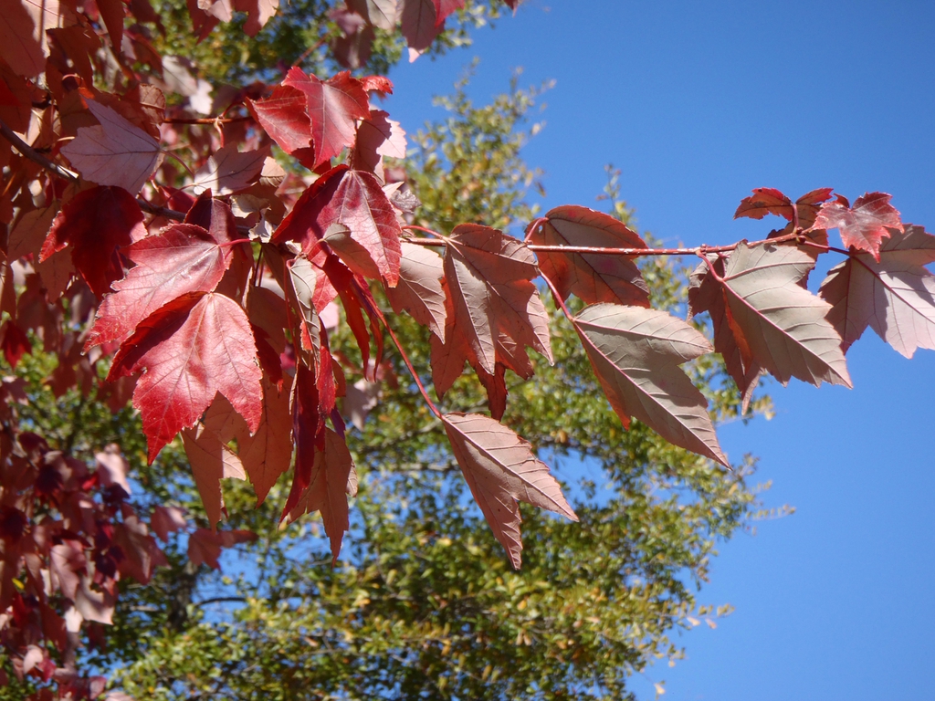 Acer rubrum