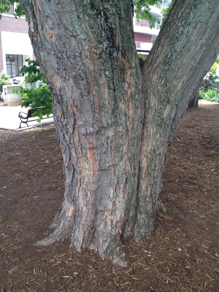 Acer rubrum