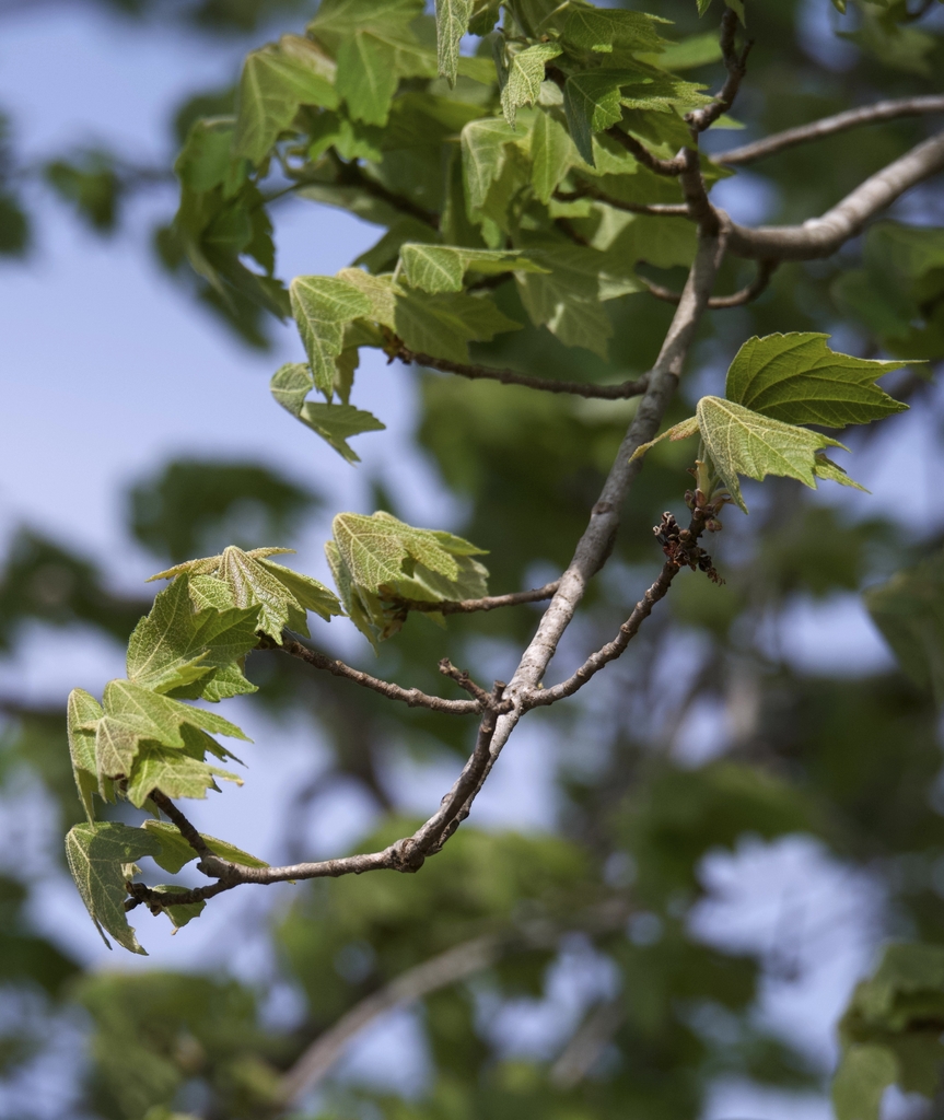 leaves emerging with bud clusters