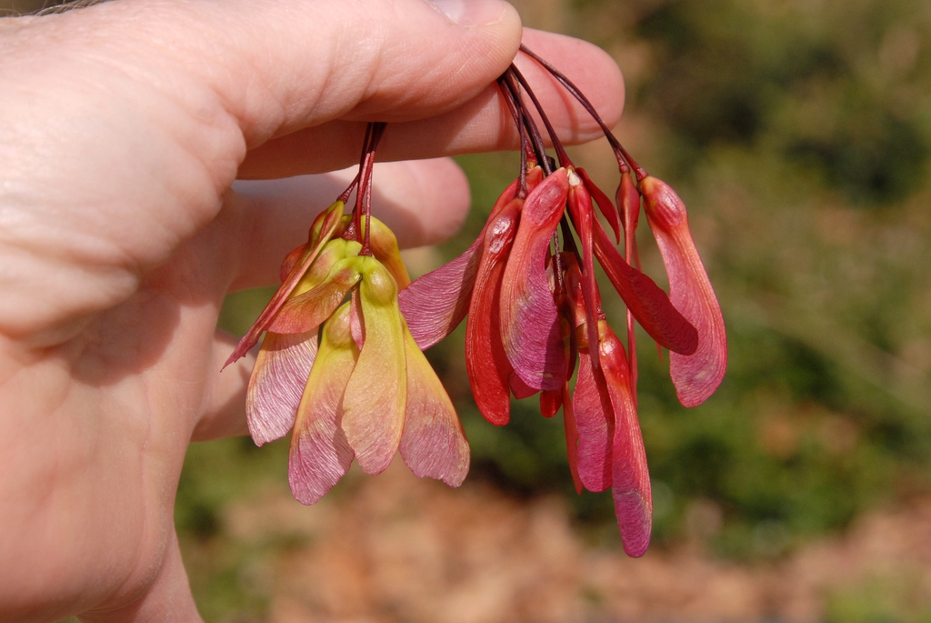 Acer rubrum