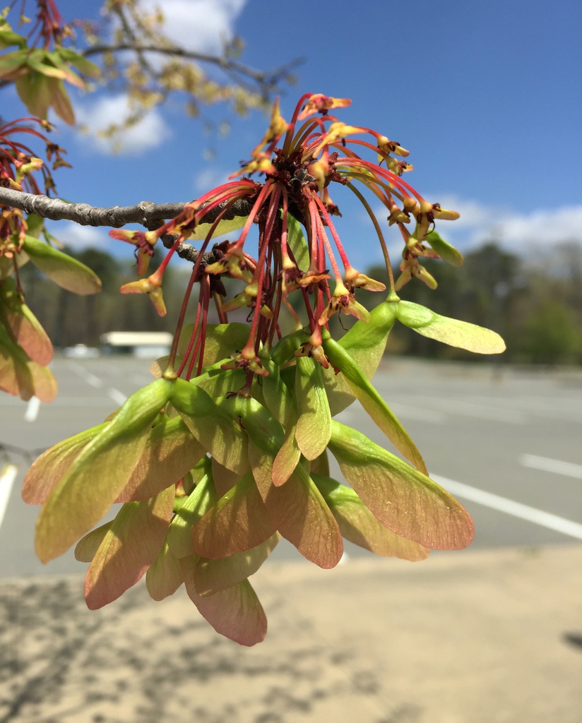 fruit