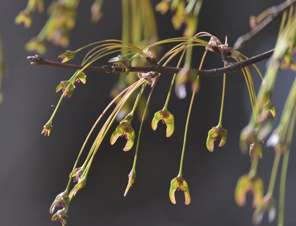 Samaras with scarlet red sepals dangling on pedicels