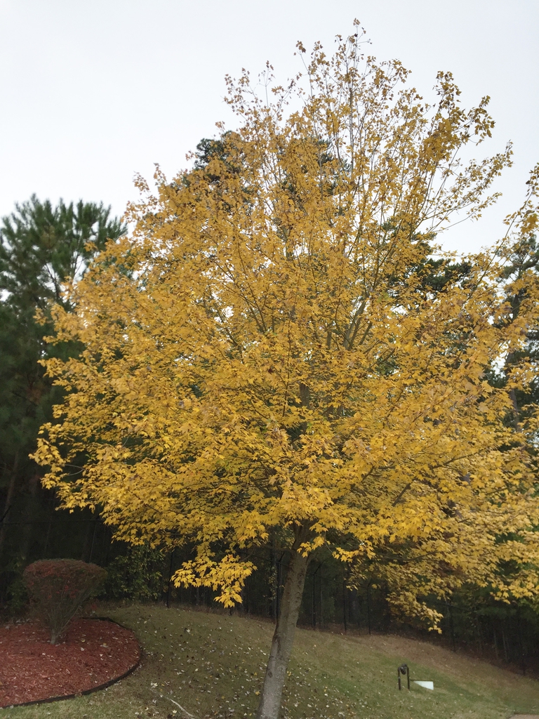 Fall color and form