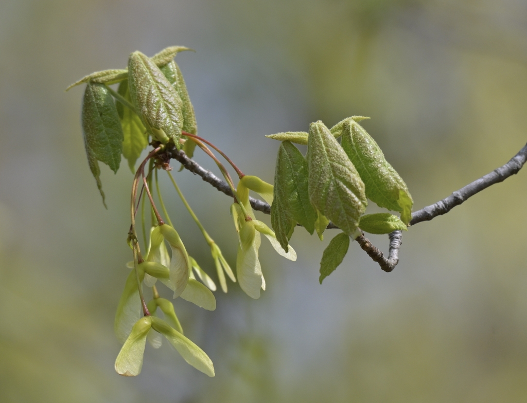 Pale yellowish green samaras dangling from slender red petioles