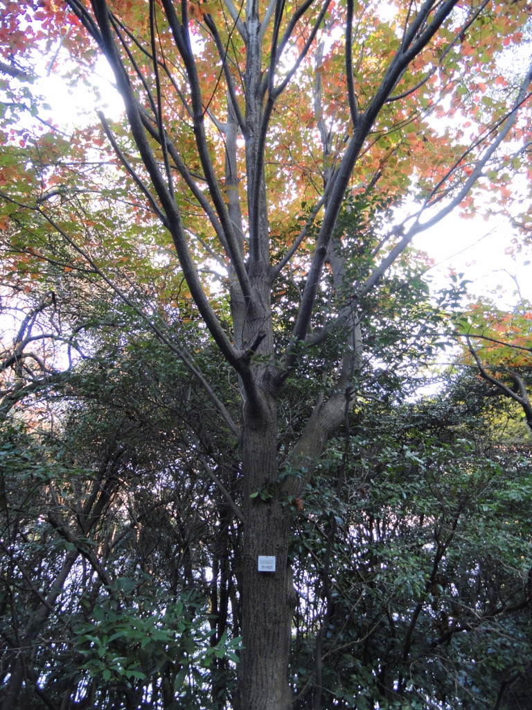 Acer rufinerve
