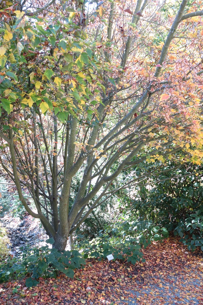 Acer rufinerve