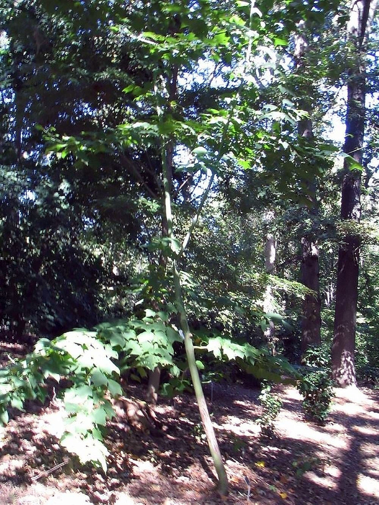 Acer rufinerve