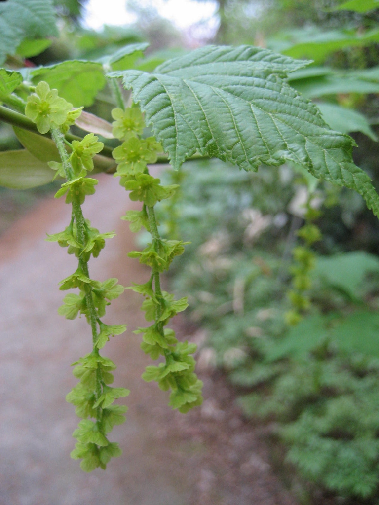 Acer rufinerve Flower