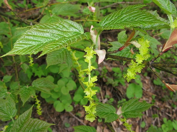 Acer rufinerve