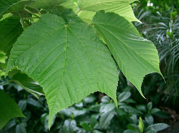Acer rufinerve