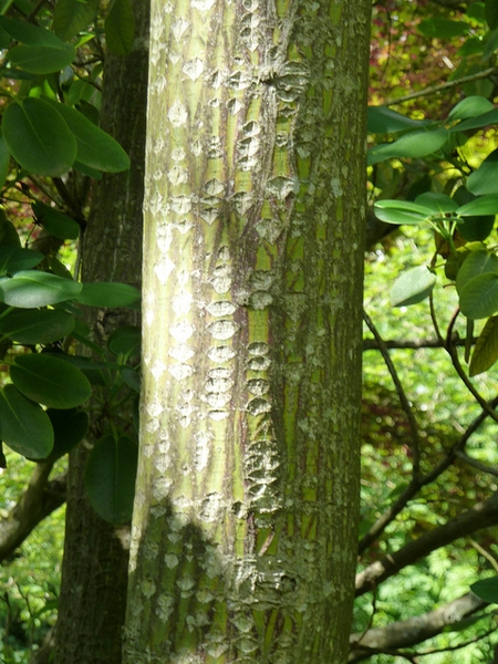 Acer rufinerve