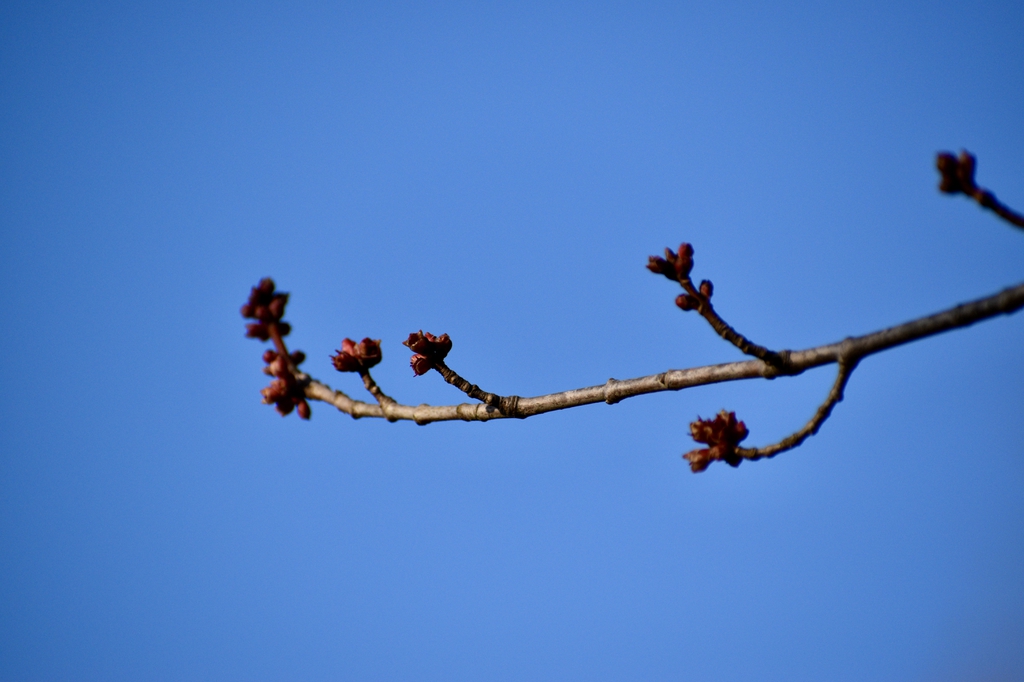 Acer saccharinum