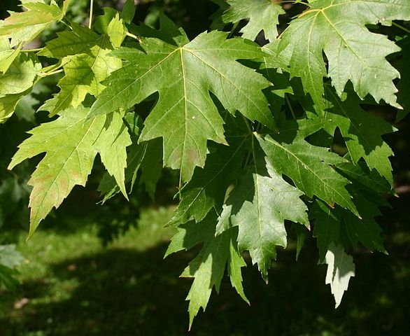Foliage
