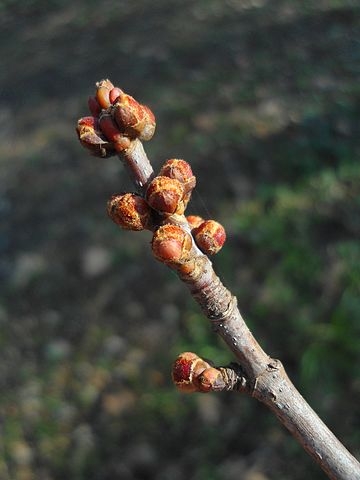 Buds