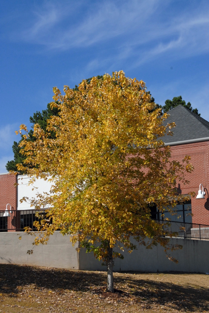 Full tree yellow fall color