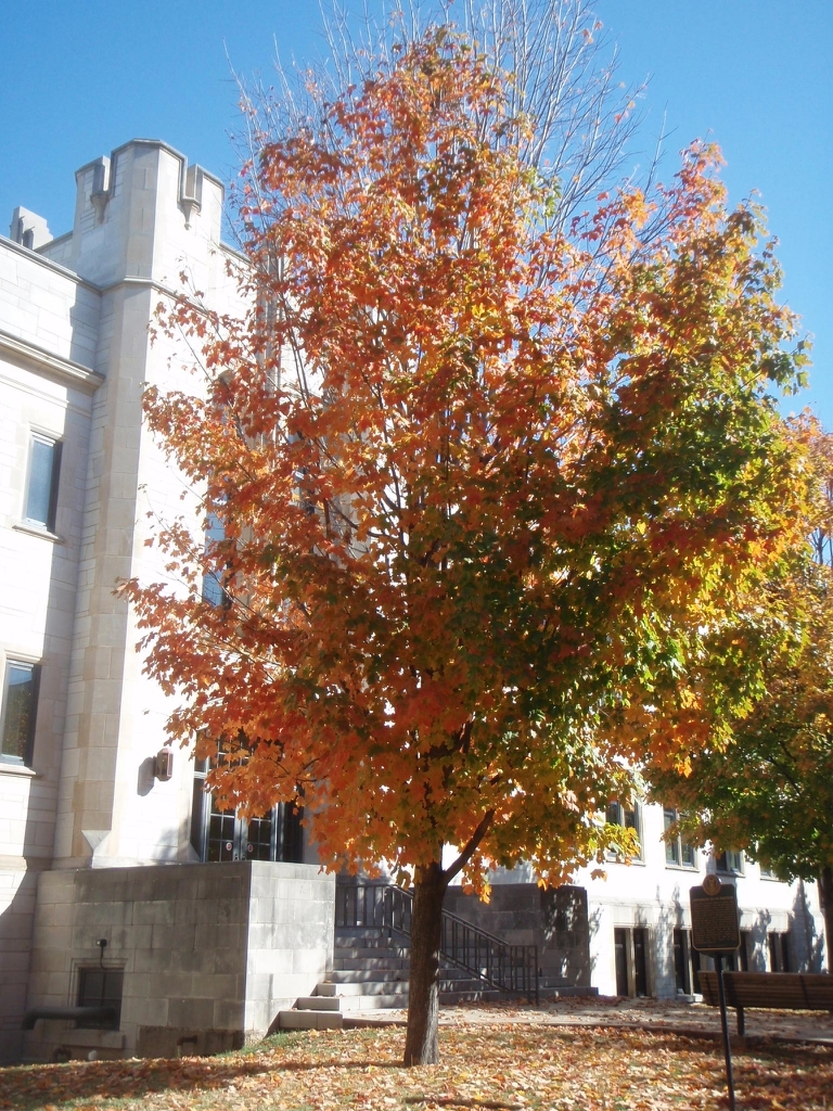 Tree with leaves turning orange.