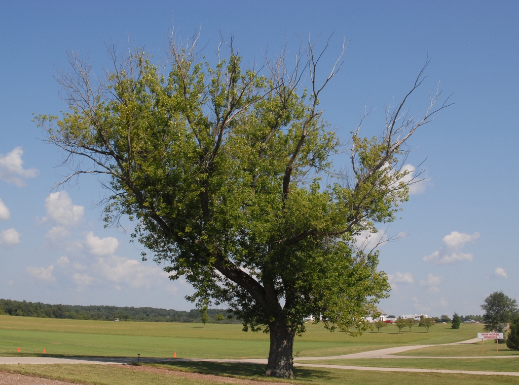 Acer saccharinum