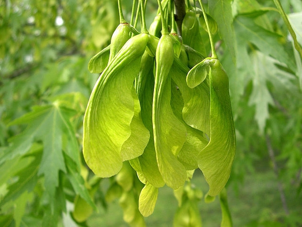 Samaras (fruits)