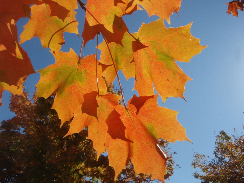Branch with orange-yellow leaves