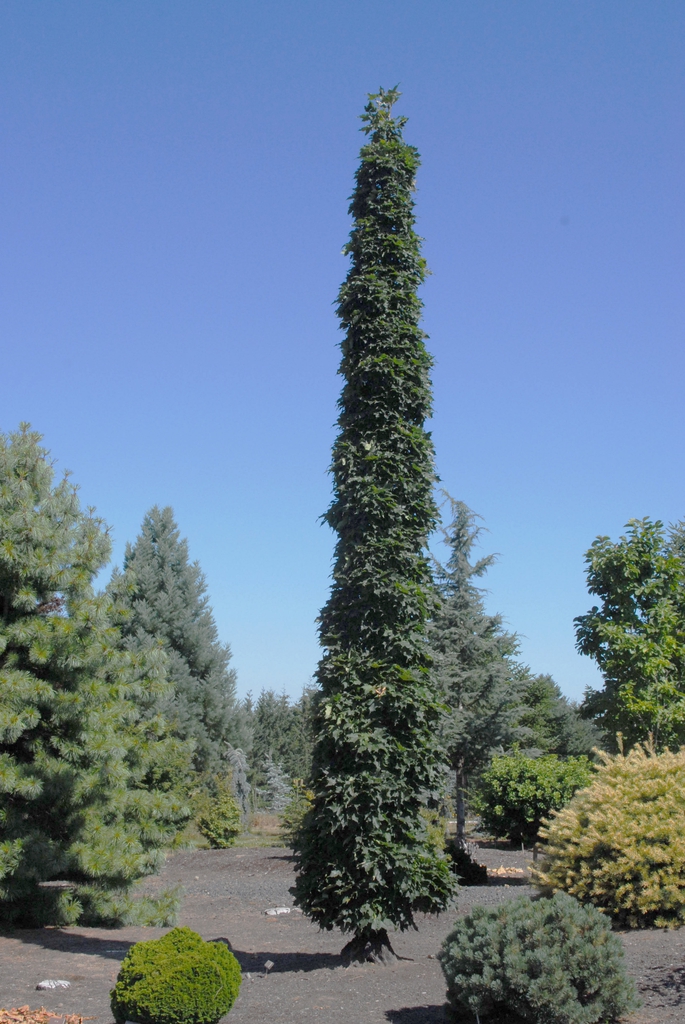 Acer saccharum
