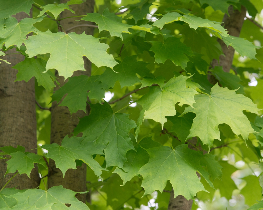 leaves
