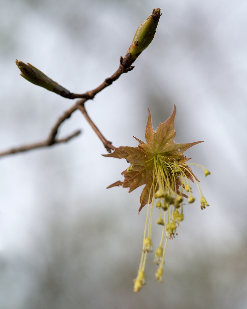 Acer saccharum