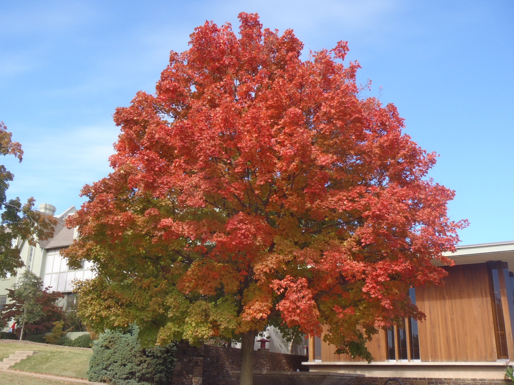 Acer saccharum